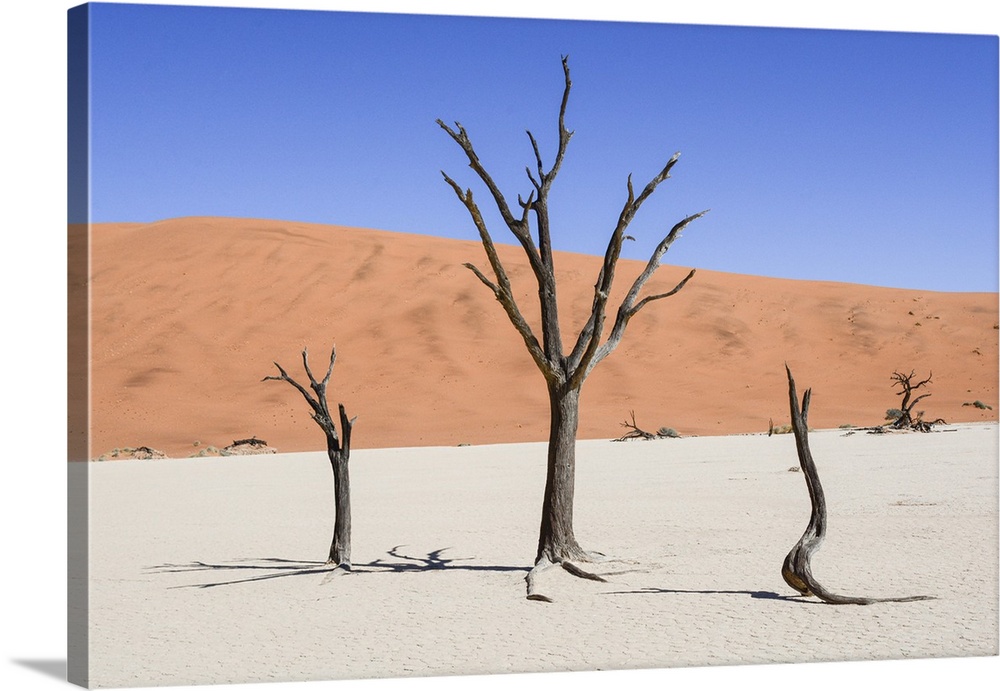 Dead trees at Sossusvlei in the Namib desert.