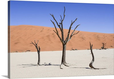 Dead Trees And Sand Dunes
