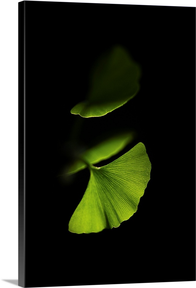 Green gingko leaves on black background