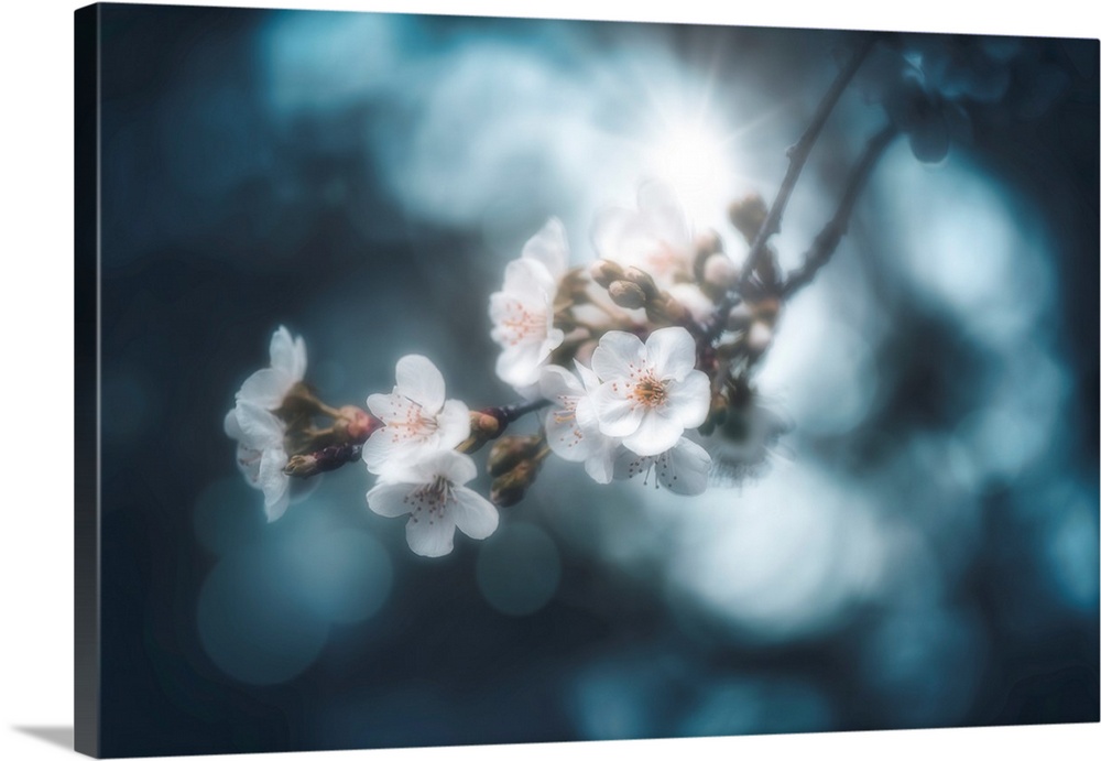 Beautiful cherry blossom branch on a blue background and crossed by sunlight.