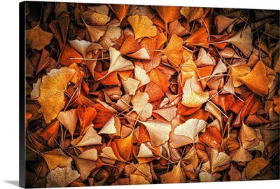 Detailed Ginkgo Leaves
