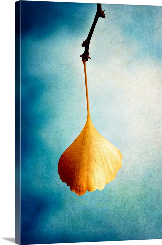 Image of a single orange Gingko leaf hanging from a branch on a dreamy blue and white background.