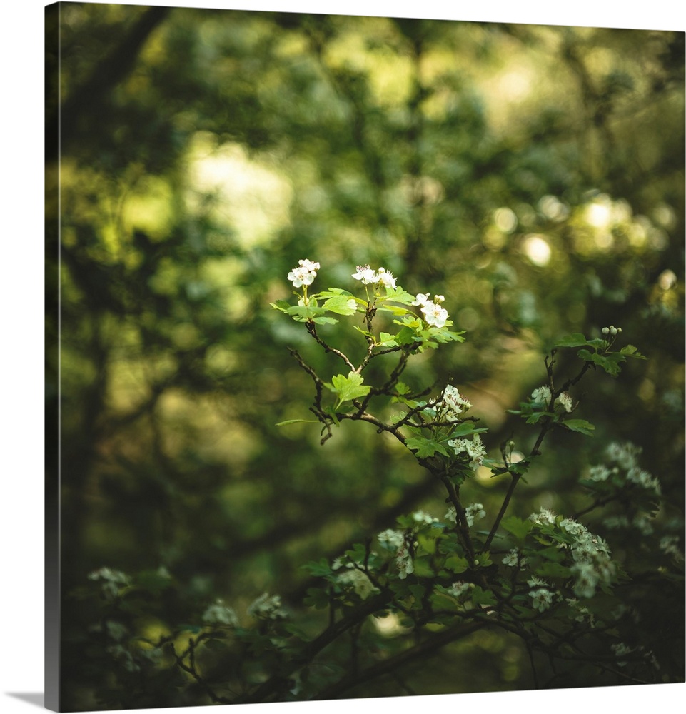 Sunlight filters through the branches, illuminating small white flowers and vibrant green leaves. The background is softly...