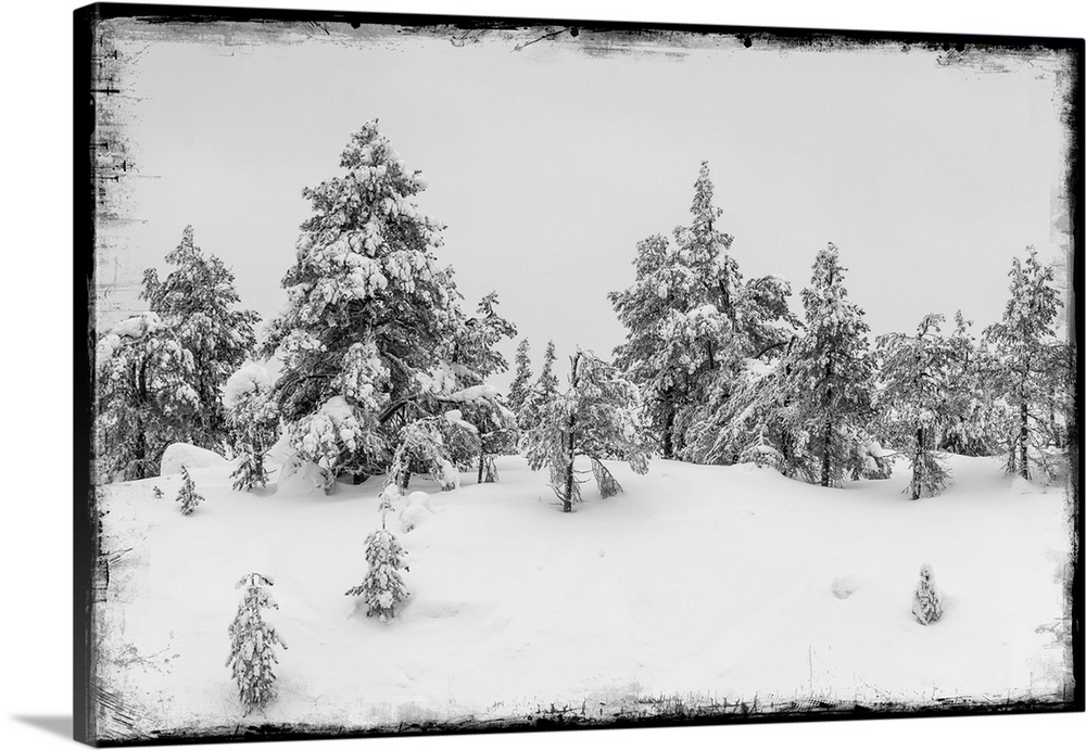 Fir trees under snow with photo texture