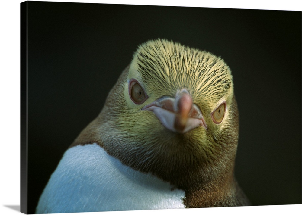 Yellow-eyed penguin, Enderby Island, New Zealand
