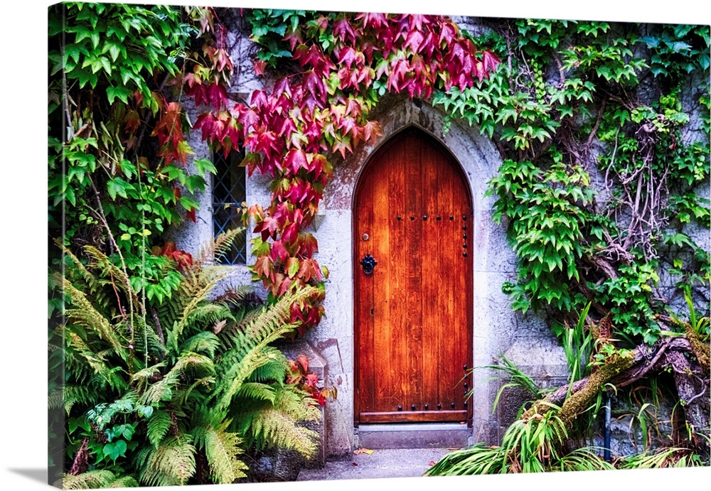 Close up view of a door with Ivy Cover, Cork, Ireland.