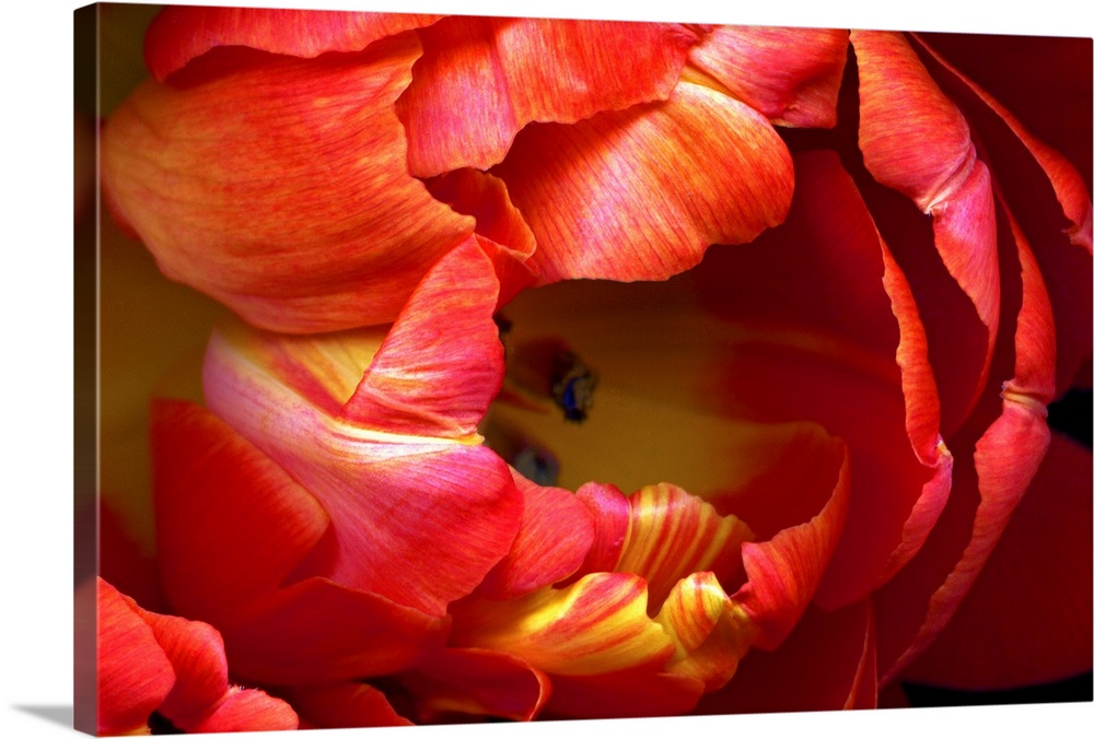 Huge photograph focuses on a close-up of the brightly colored petals on a tulip flower.