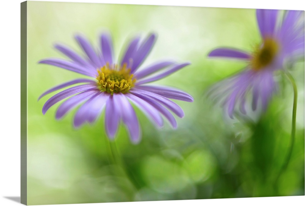 A photograph of purple flower against a green bokeh background.