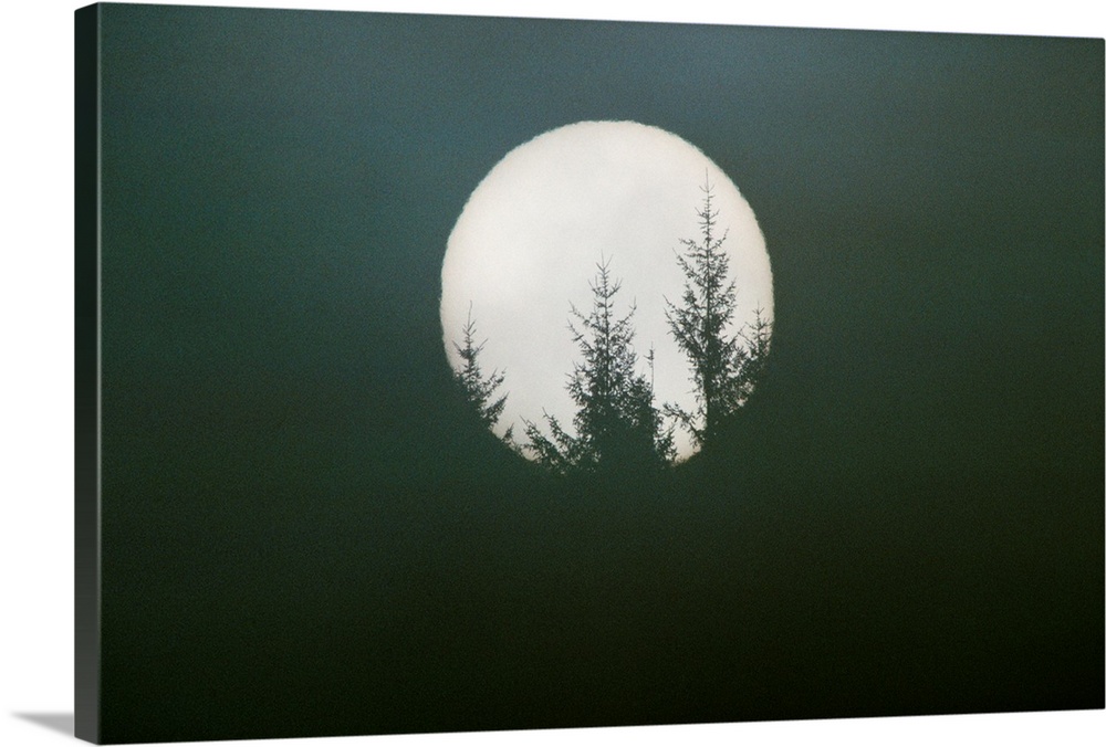 Douglas firs are silhouetted by a rising full moon, Washington.