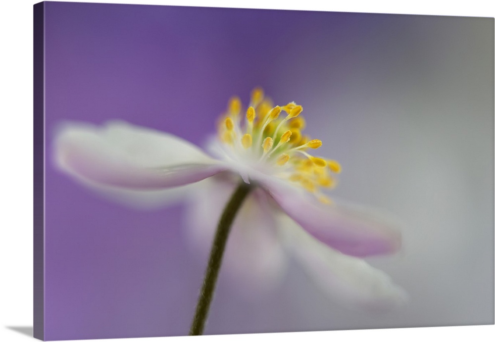 Macro photograph of the yellow center of an anemone nemorosa flower with a purple and gray background and a shallow depth ...