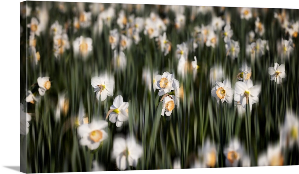 Close Up View of a Daffodil Field with selective Blur