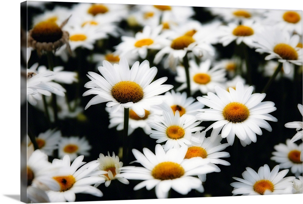 Large photograph shows an abundance of daisy flowers sitting in a field.  For this particular type of flower, their circul...
