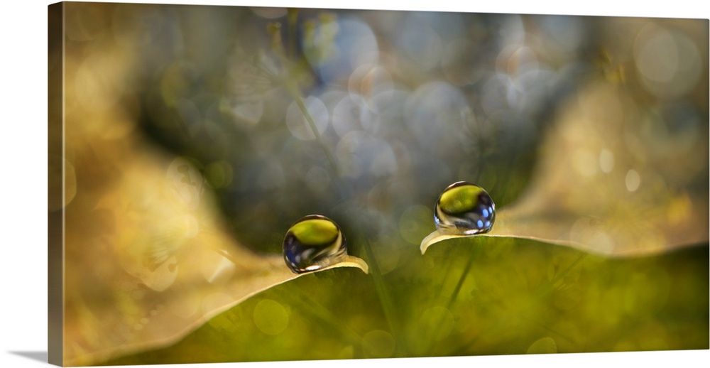 Two water droplets on the edges of leaves with bokeh lights.