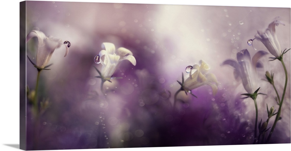 Hazy purple light and bokeh light creating an ethereal floral scene.