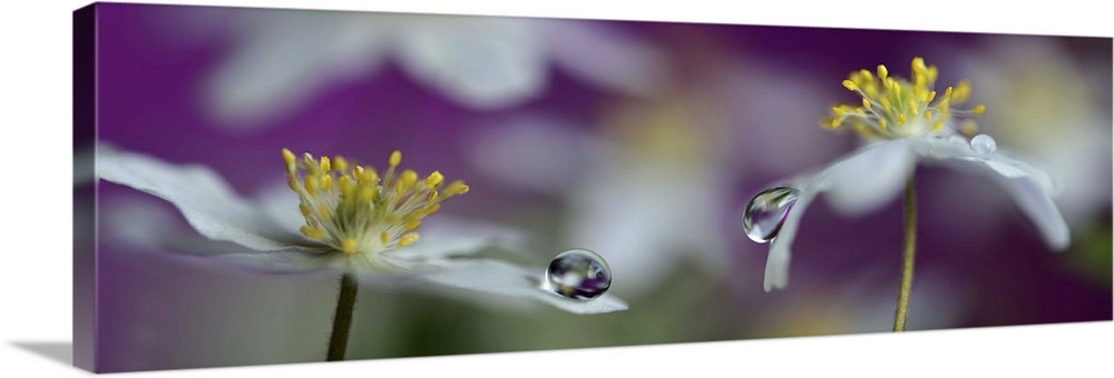 A large droplets of water balancing on the edges of white daisy petals.