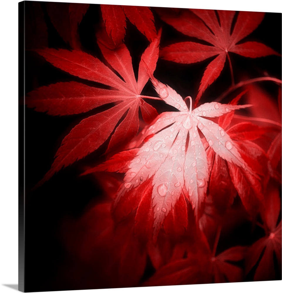 Vibrant red leaves are prominently featured with a focus on one central leaf, upon which dew drops are visible. The contra...