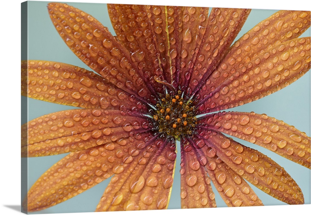 Close-up of an African daisy with waterdrops.