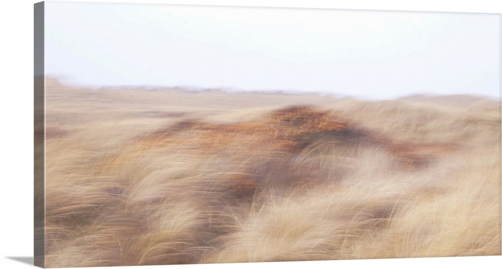 Artistically blurred photo. The dunes between nature reserve Agger Tange and the North Sea, are full with sea buckthorn bu...