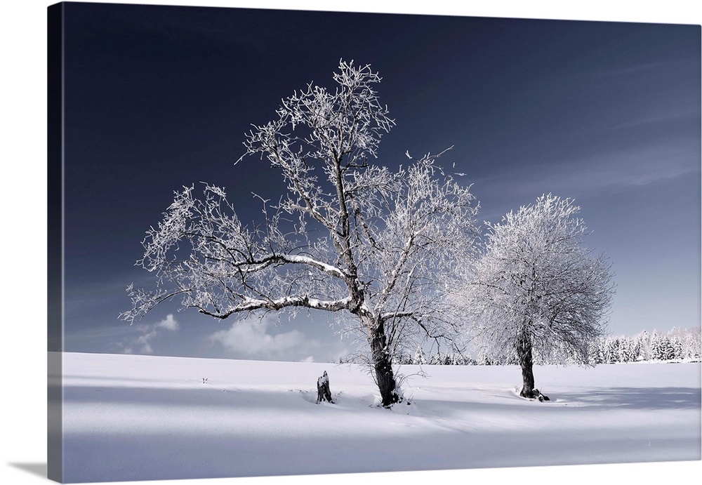 Trees covered in snow in a white landscape