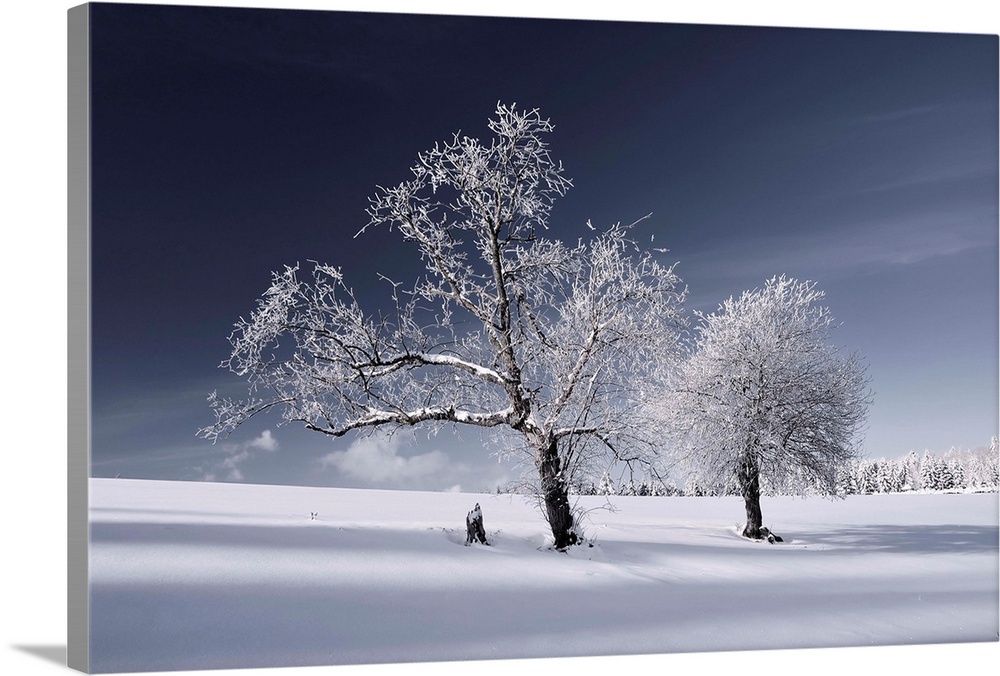 Large photograph of a snow covered landscape, two trees in the foreground, am open field behind them with a snowy tree lin...