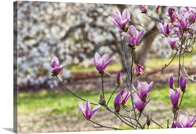Early Spring Pink Magnolia Bloom, New Jersey