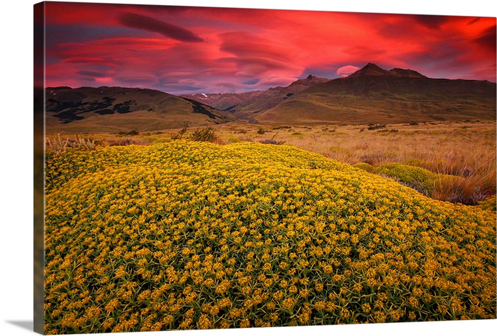 A thick field of flowers is pictured in the foreground with hills in the distance under a hot pink sunset sky.