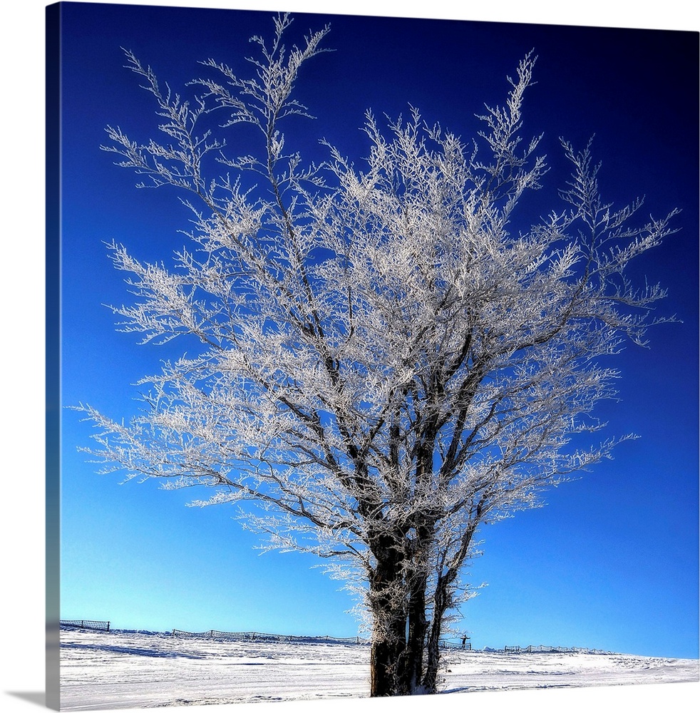 A frozen tree in winter in front of a blue sky