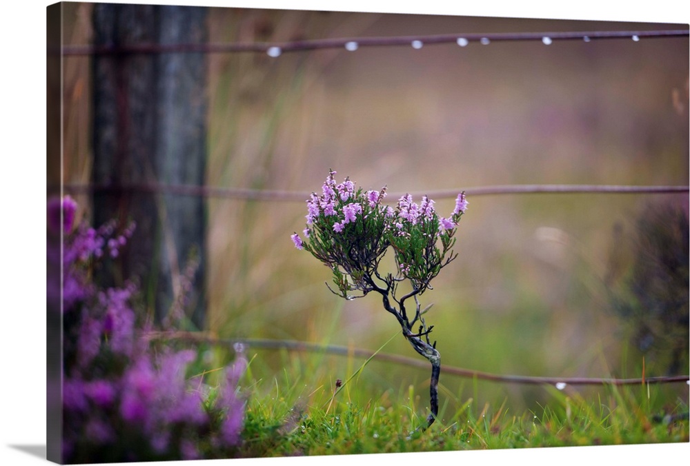 Fine art photo of a small thistle plant growing near a wooden post.