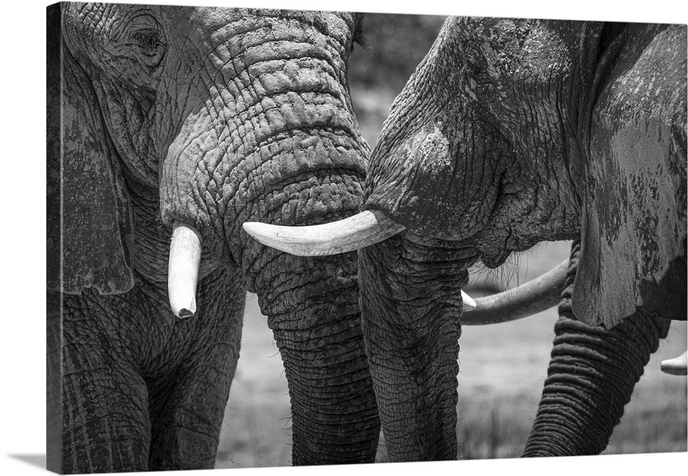 Closeup of skin details of elephants in Botswana.