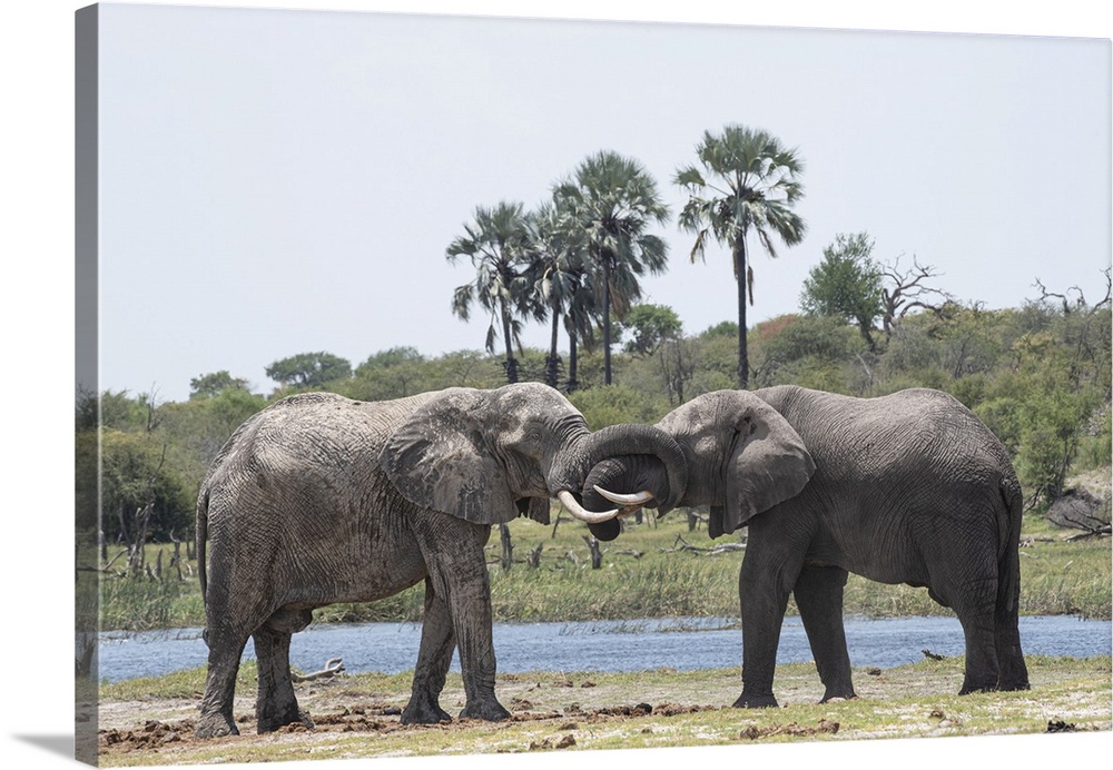 Elephants Greet one another at the Boteti River.