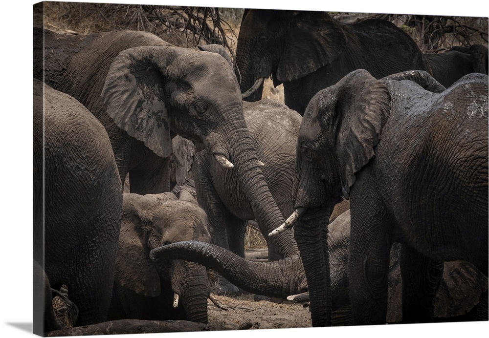 Elephants enjoy a mudbath together in Botswana.