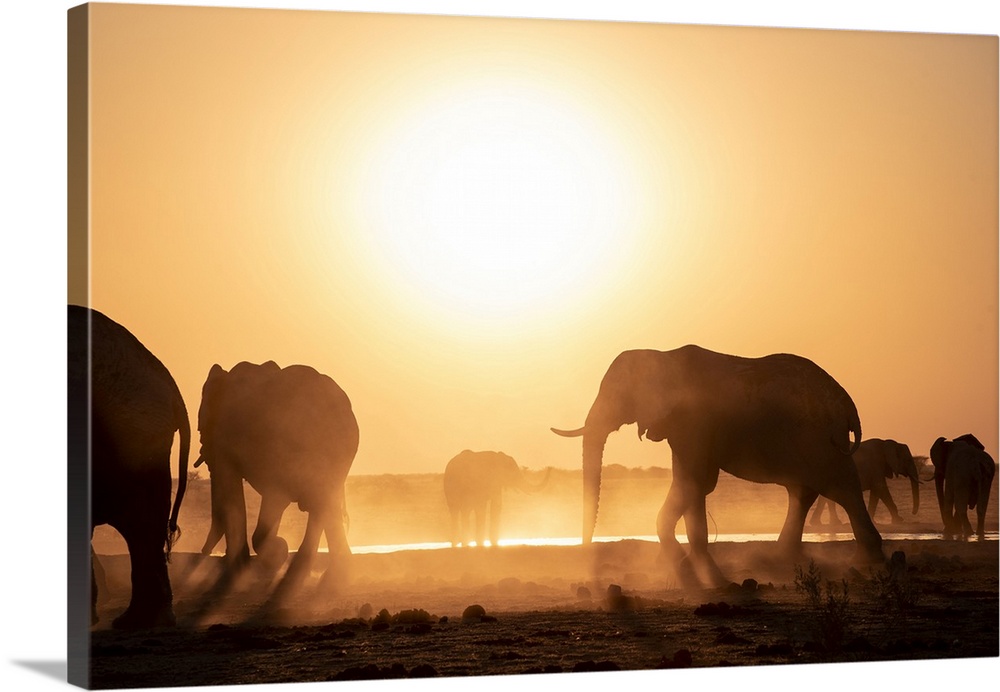 Silhouettes of elephants at a dusty sunset in Botswana.