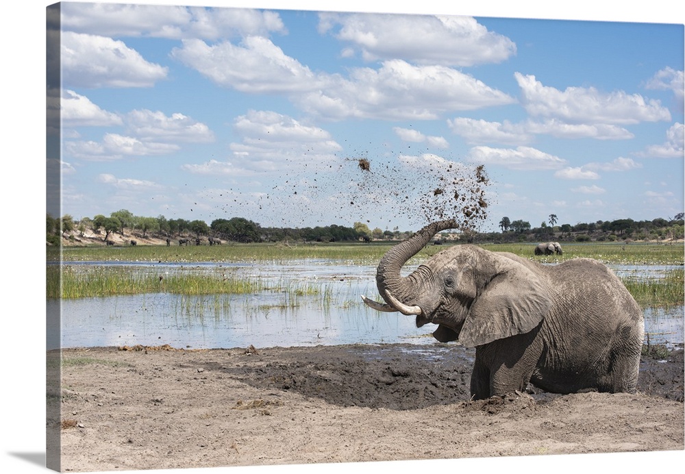 Elephant joyfully throws mud in the air next to the Boteti River in Botswana.