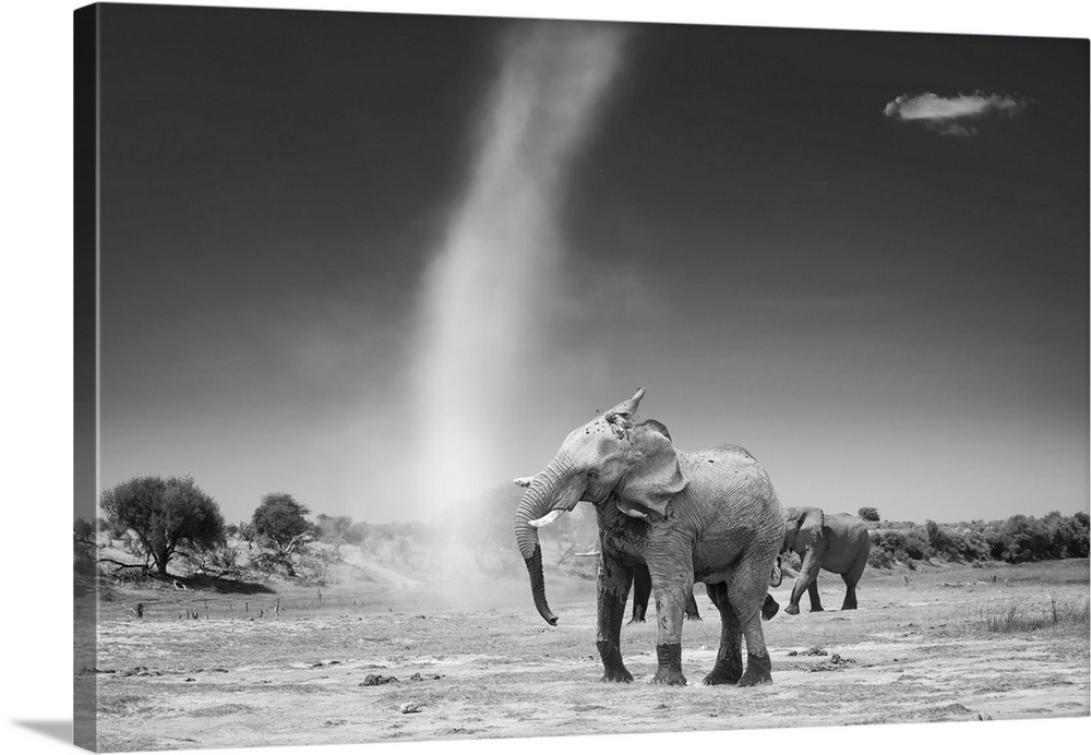 An elephant shakes his head with dissatisfaction at a passing dust devil.