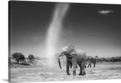Elephant With Dust Devil