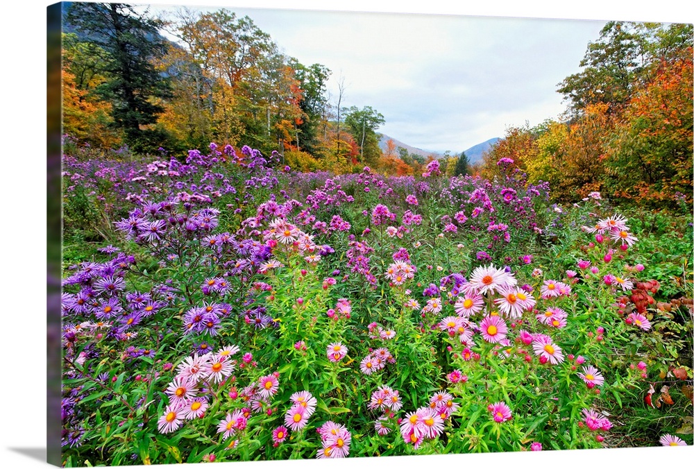 Big canvas of a meadow with wildflowers and fall foliage surrounding it in New Hampshire.