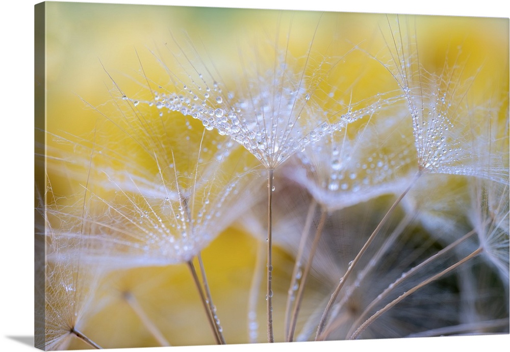 An image of a dandelion taken in the studio with water droplets.