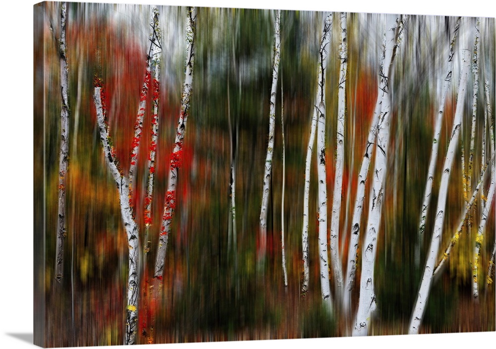 Nature abstract with birch trees in blurry forest, Acadia national park, Maine.