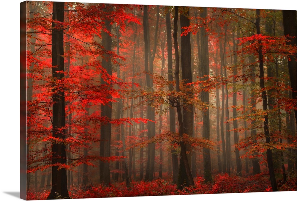 A landscape photograph of a forest full of autumn leaves and misty fog.