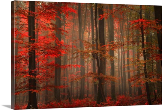 Enchanting Red Photo Canvas Print | Great Big Canvas