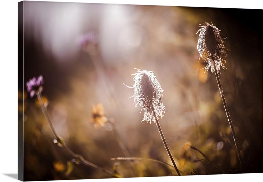 An image of two seedheads of the Pasque Flower, which grow profusely in mountain meadows in British Columbia, Canada. The ...