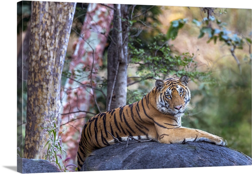 India, Madhya Pradesh, Pench National Park, Tiger (Panthera tigris), Endangered