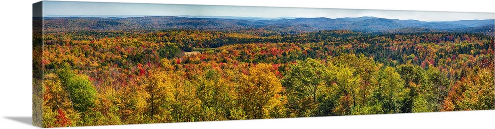 Panoramic view of a virtually endless forest turning autumn colors in New England.