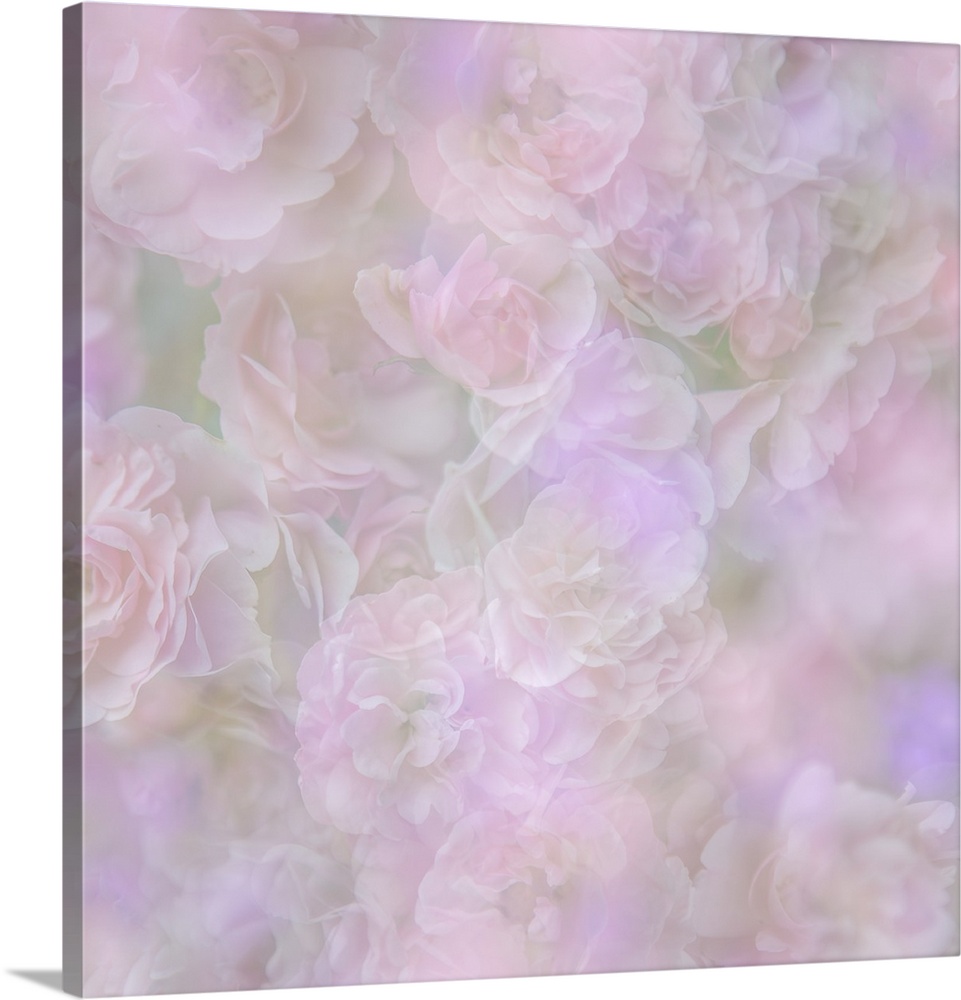 Soft pastel image of a group of roses.