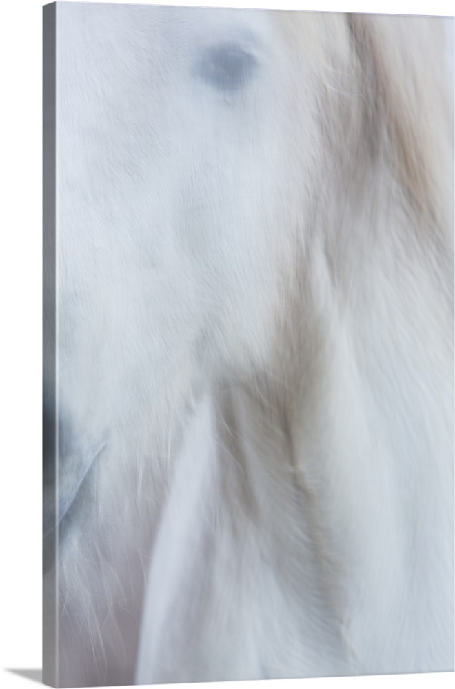 A soft impressionistic image in a dreamy blurred style of the head of a white horse.