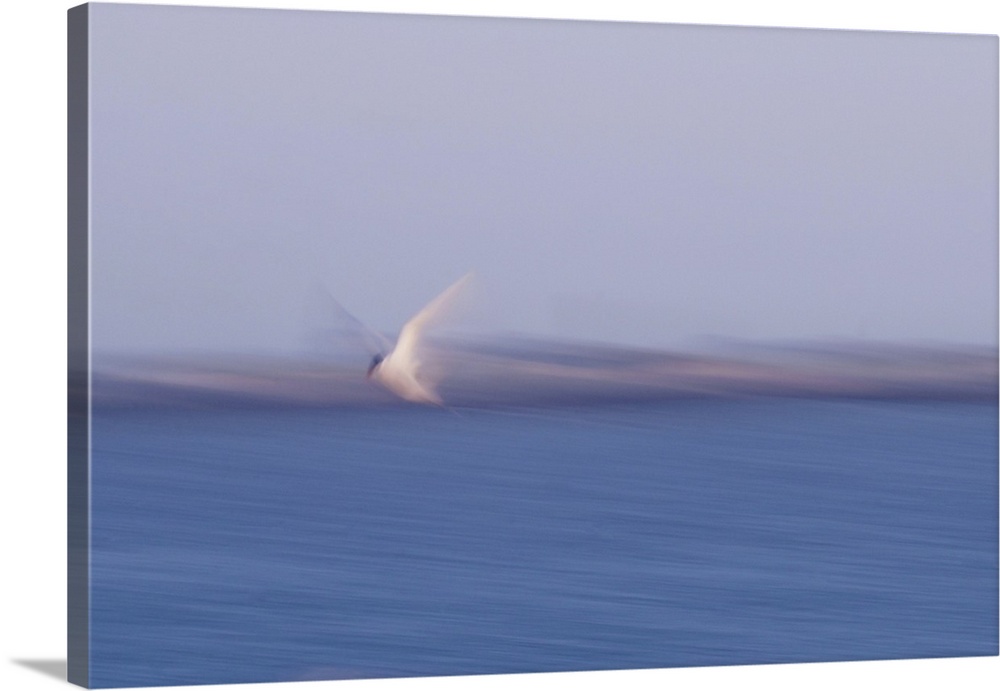 Artistically blurred photo. A tern flying to the sea at the North Sea coast of North Jutland, Denmark.