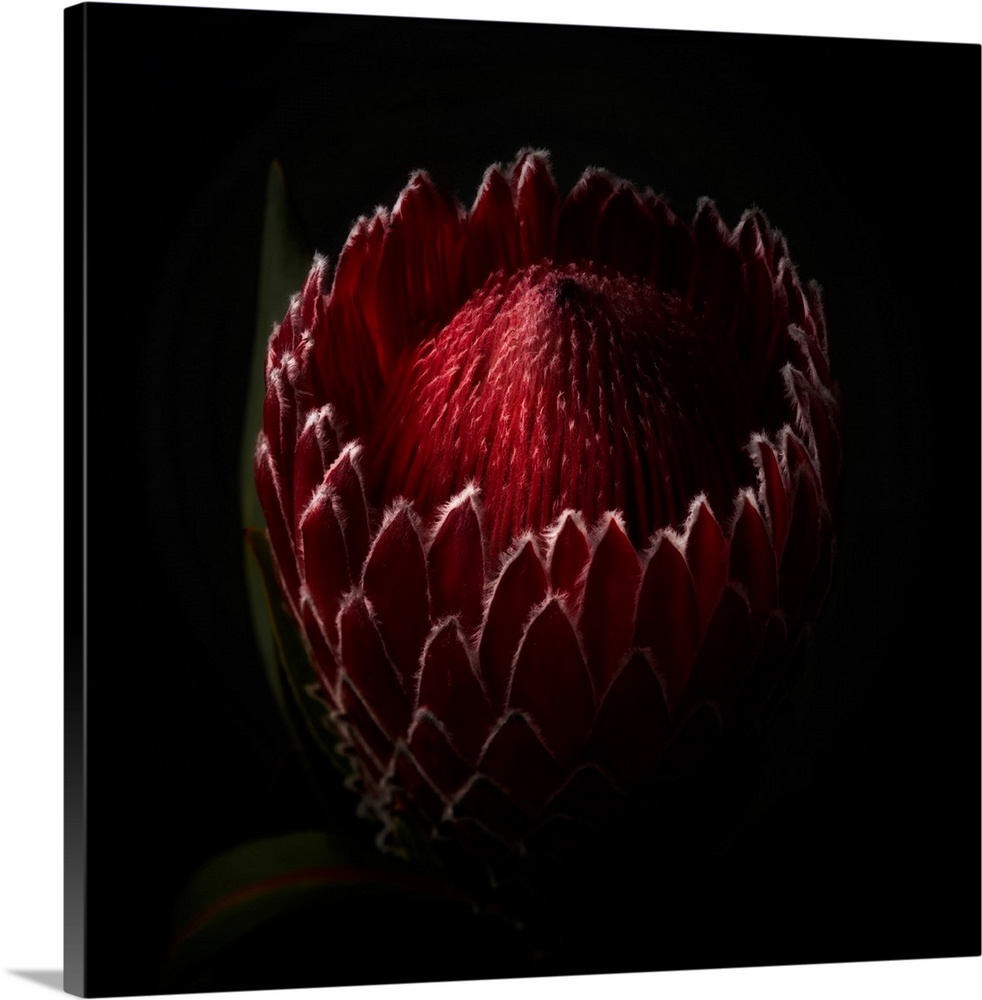 Close Up View of a Red Protea Flower Head in Studio Light.