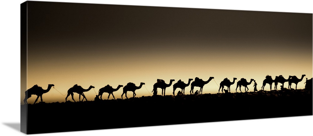 A herd of camels in a single-file line, silhouetted against the setting sun.