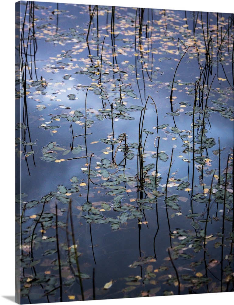 Photograph of still water covered in fallen leaves and tall water grass.