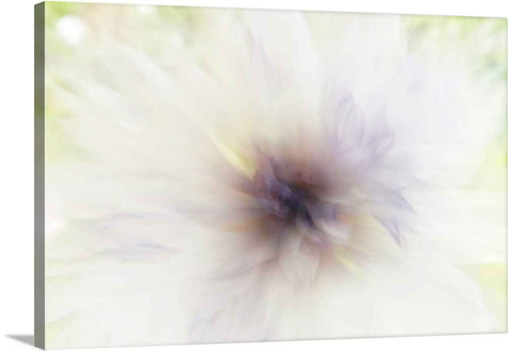 Up close view of an artistically blurred wild flower, touched by the evening light.